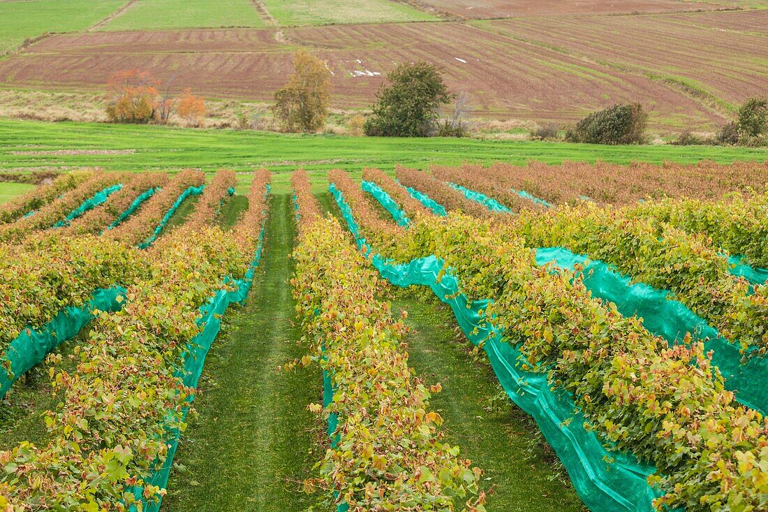 Canada, Nova Scotia, Annapolis Valley, Wolfville, a local vineyard