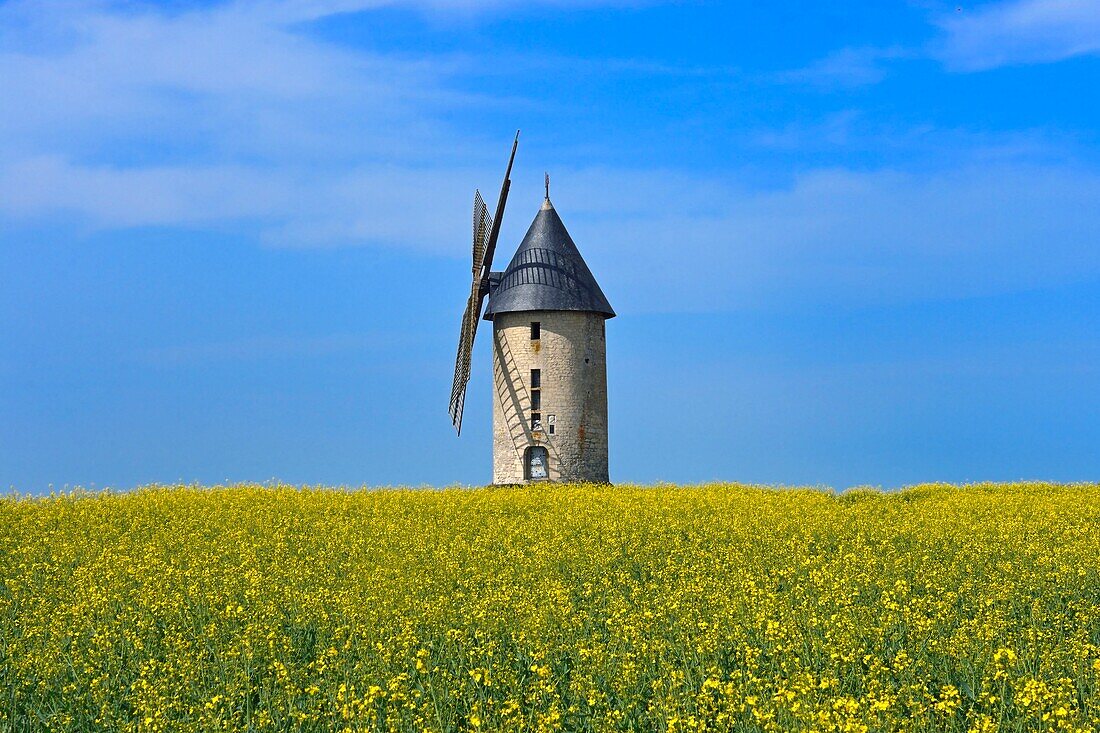 France, Aisne, Largny-sur-Automne, the windmill of Wallu and field of colza