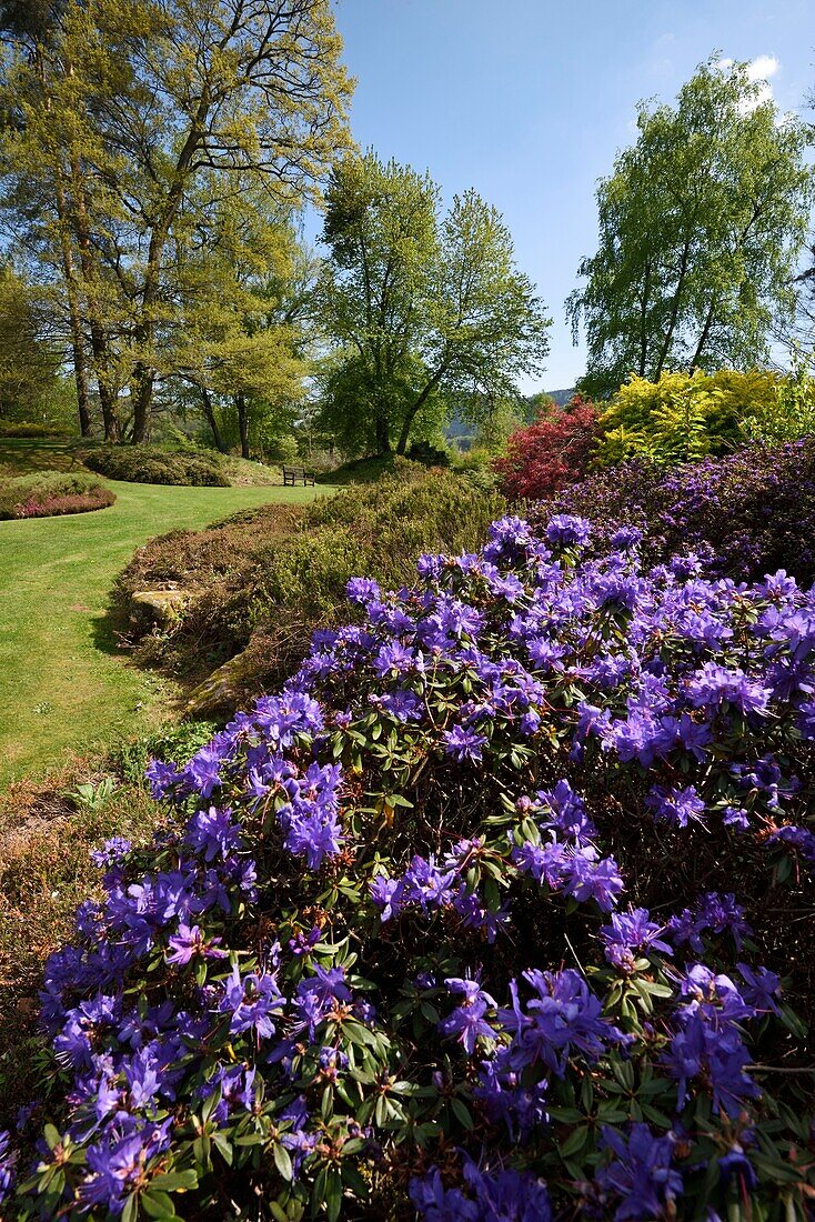 Frankreich, Vogesen, Ban de Sapt, Garten der Callunes, Rhododendren, Frühling