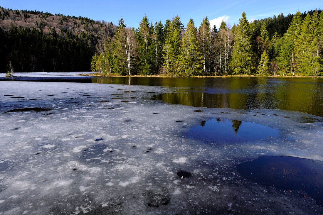 Frankreich, Vogesen, La Bresse, Lispachsee, Torfmoor, Spätwinter