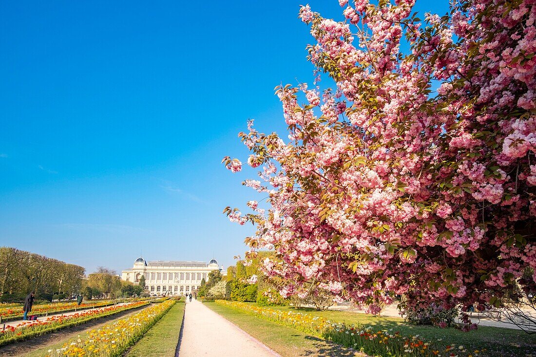 Frankreich, Paris, der Jardin des Plantes mit einem blühenden japanischen Kirschbaum (Prunus serrulata) im Vordergrund und der Grande Galerie des Naturhistorischen Museums