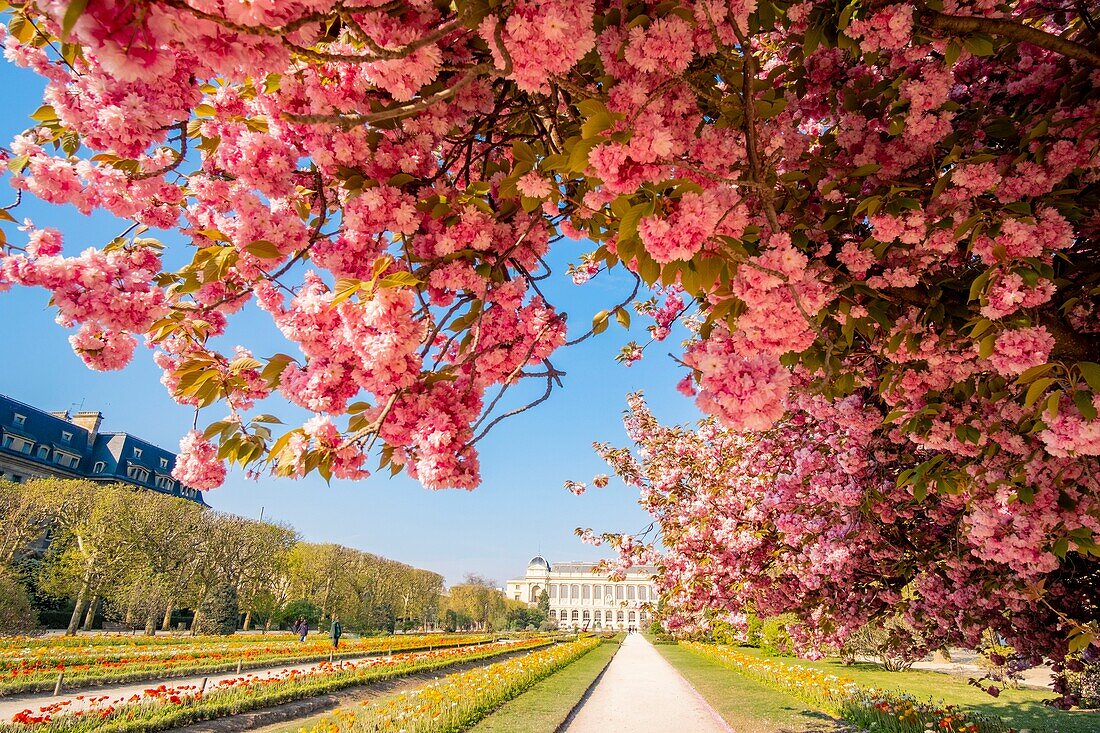 France, Paris, the Jardin des Plantes with a blossoming Japanese cherry tree (Prunus serrulata) in the foreground and the Grande Galerie of the Natural History Museum