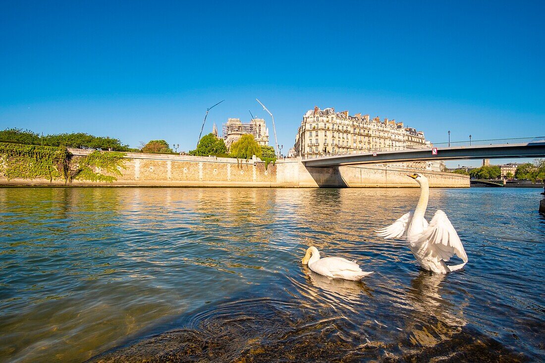 Frankreich, Paris, Welterbe der UNESCO, Schwäne vor der Kathedrale Notre Dame