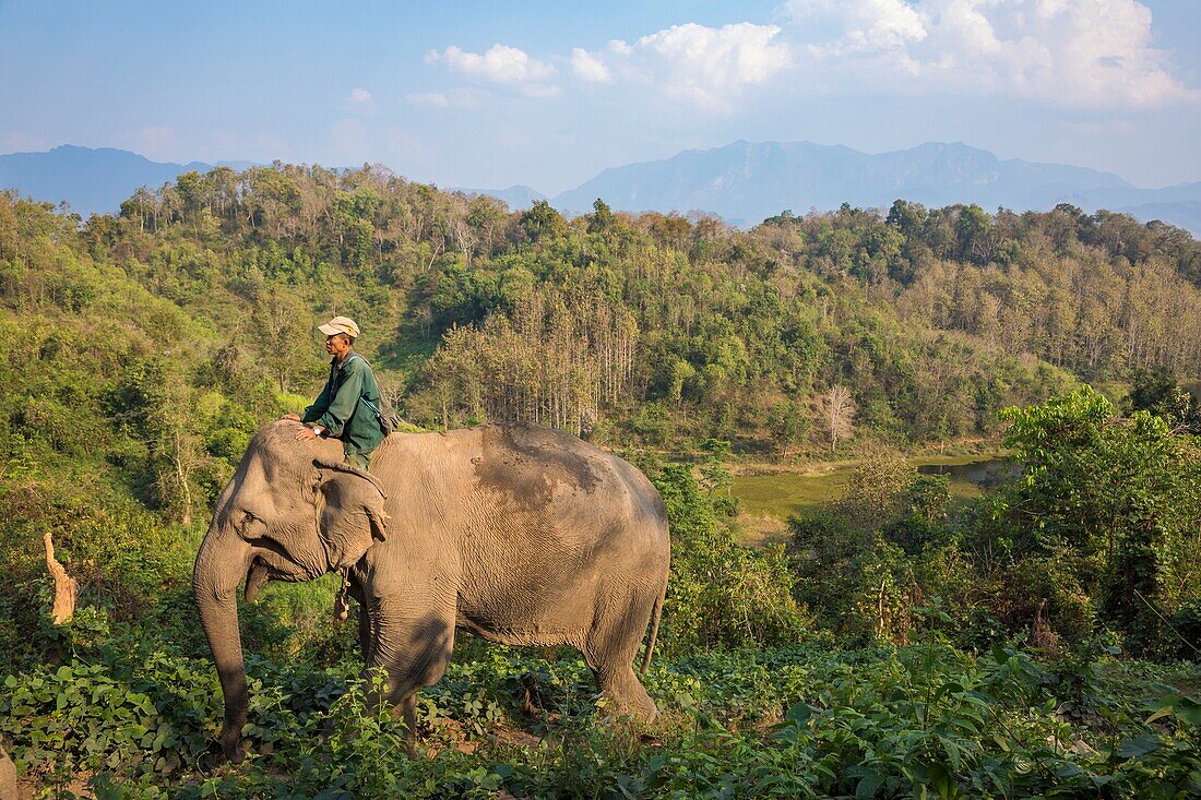 Laos, Sayaboury province, Elephant Conservation Center, mahout on his elephant