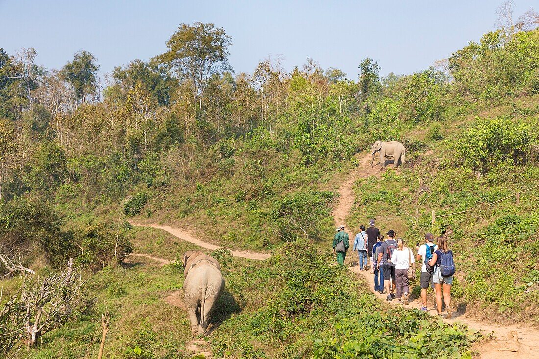 Laos, Provinz Sayaboury, Elefanten-Schutzzentrum, Touristen beobachten Elefanten