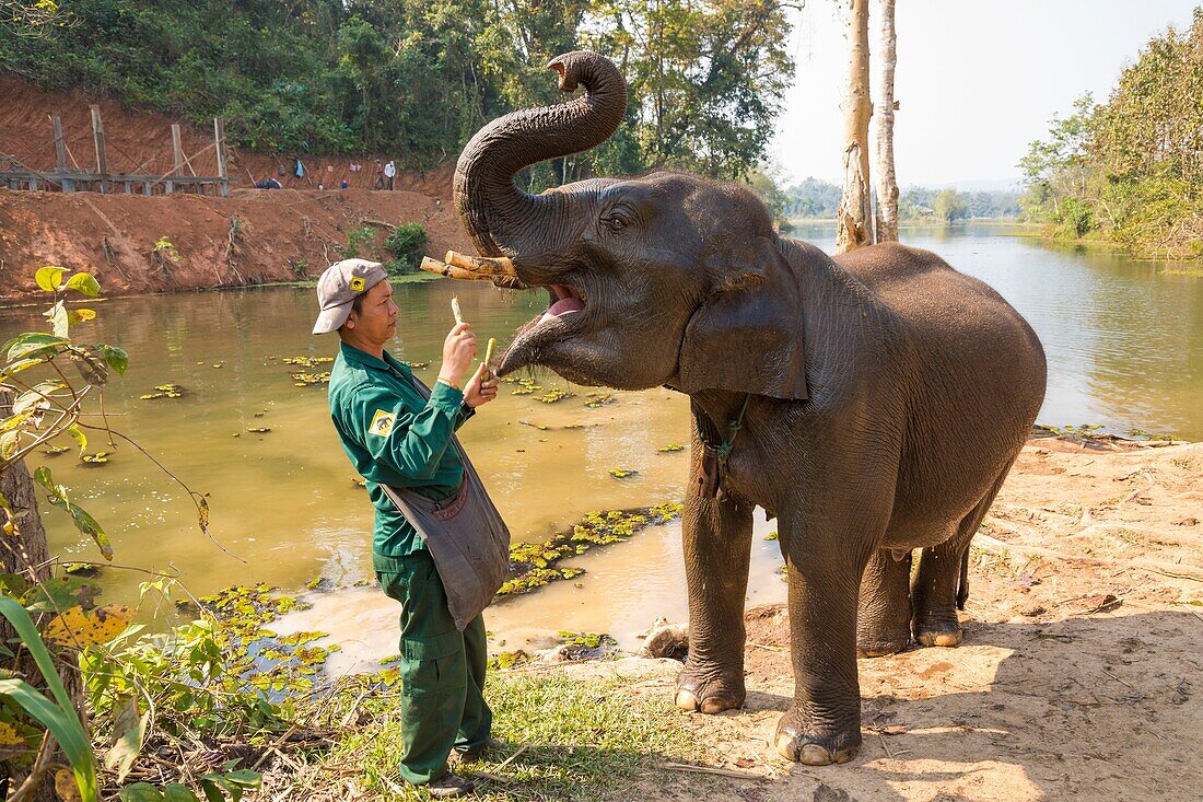 Laos, Provinz Sayaboury, Elefanten-Schutzzentrum, Mahout füttert seinen Elefanten