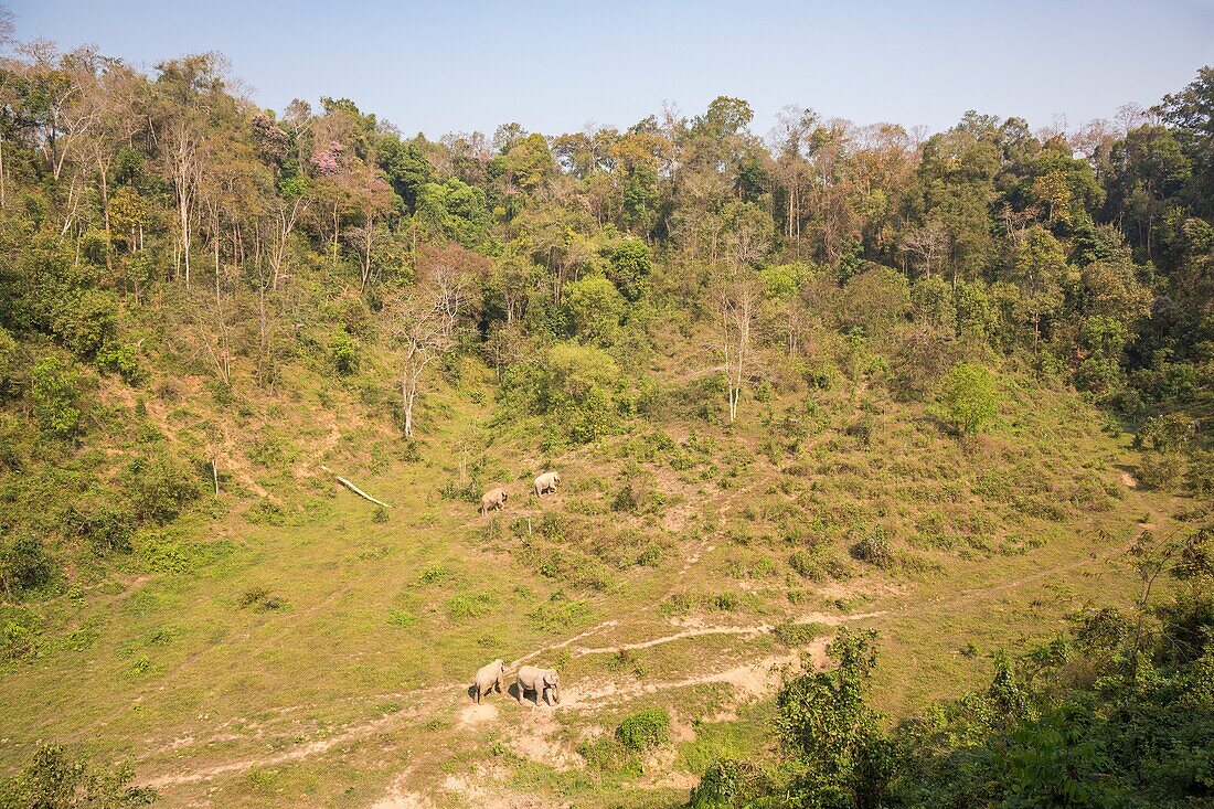 Laos, Provinz Sayaboury, Elefanten-Schutzzentrum, Sozialisierungsraum für Elefanten