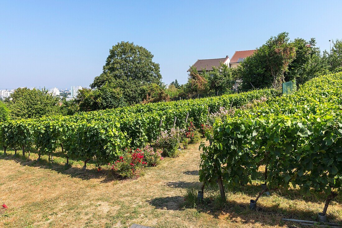 Frankreich, Seine Saint Denis, Rosny sous Bois, Weinberge der Haute Feronne