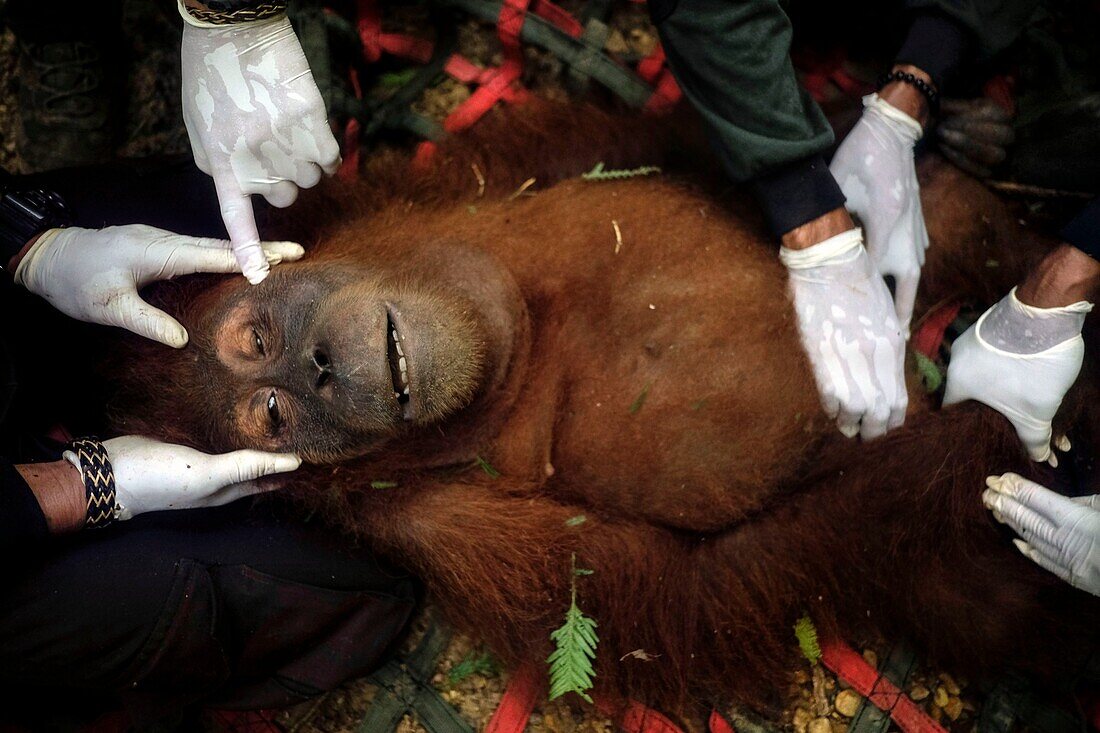 Indonesien, Sumatra, Rettung in Not geratener Orang-Utans, Pflege und Resozialisierung für die Wiederauswilderung