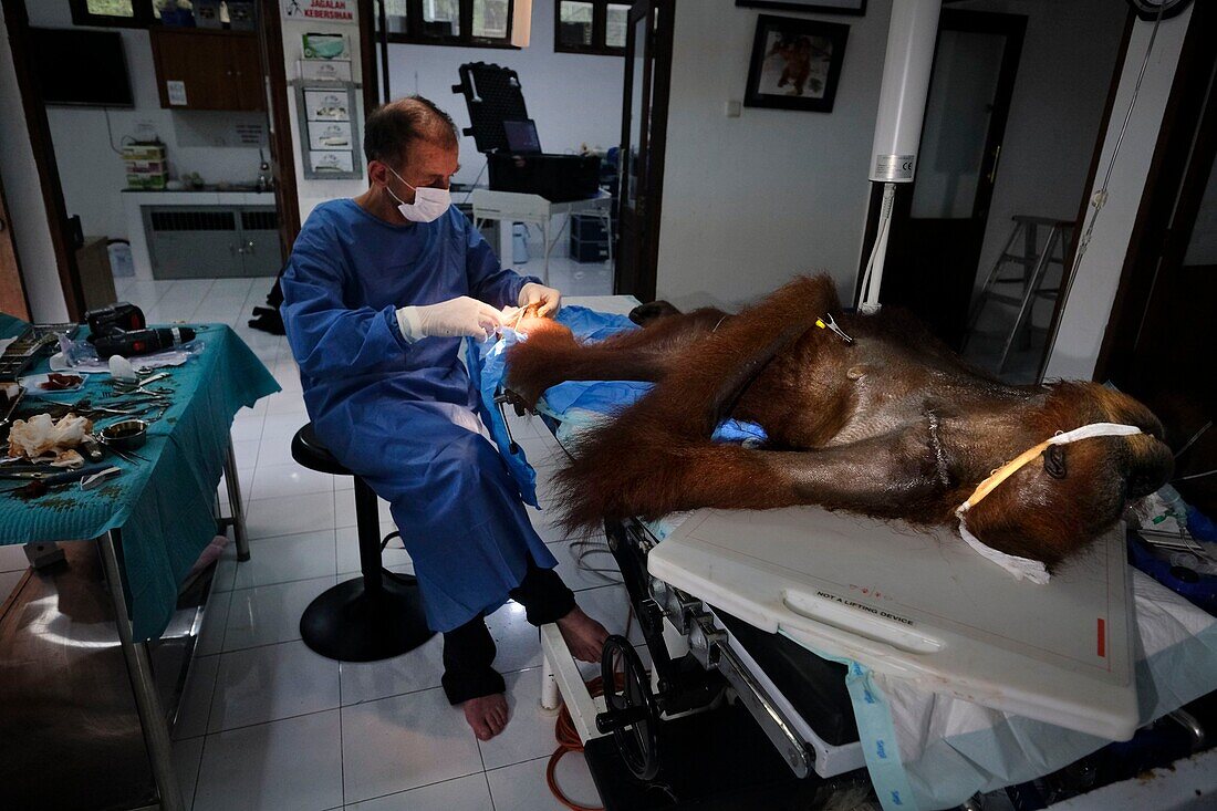 Indonesien, Sumatra, SOCP Quarantänezentrum, Rettung von Orang-Utans in Not durch Dr. Andreas Messikommer, Schweizer Chirurg, spezialisiert auf orthopädische und traumatologische Chirurgie, vor der Vergesellschaftung und Auswilderung in ihre natürliche Umgebung