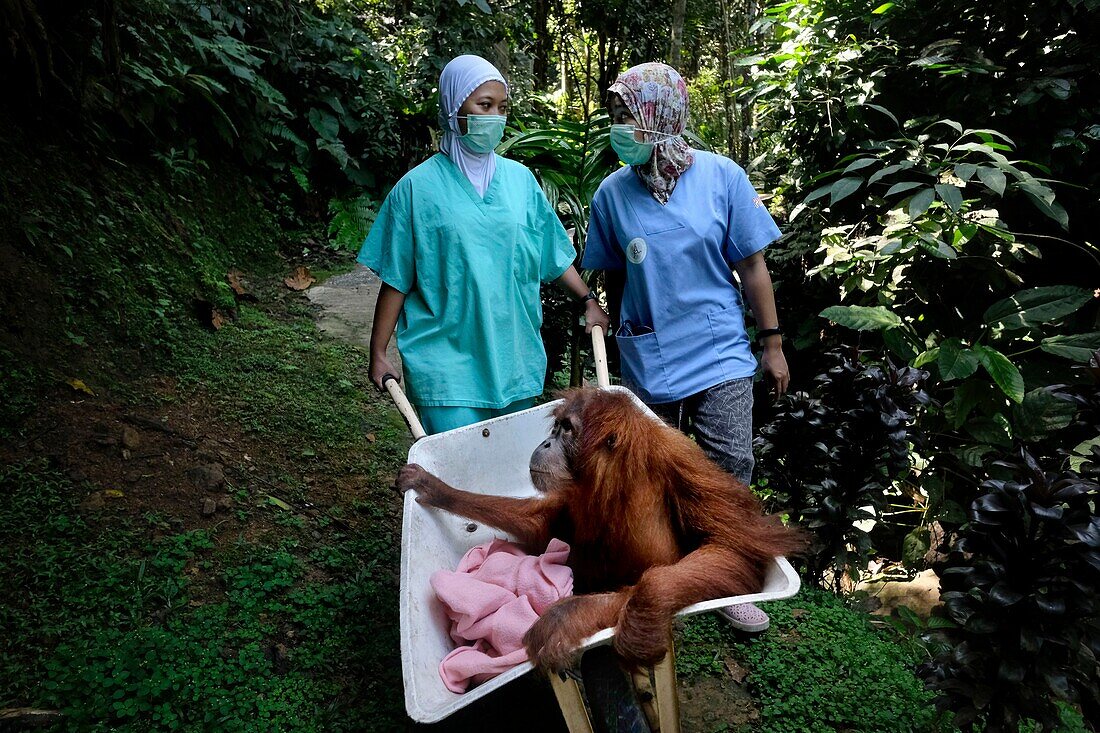 Indonesien, Sumatra, Rettung in Not geratener Orang-Utans, Pflege und Resozialisierung für die Wiederauswilderung