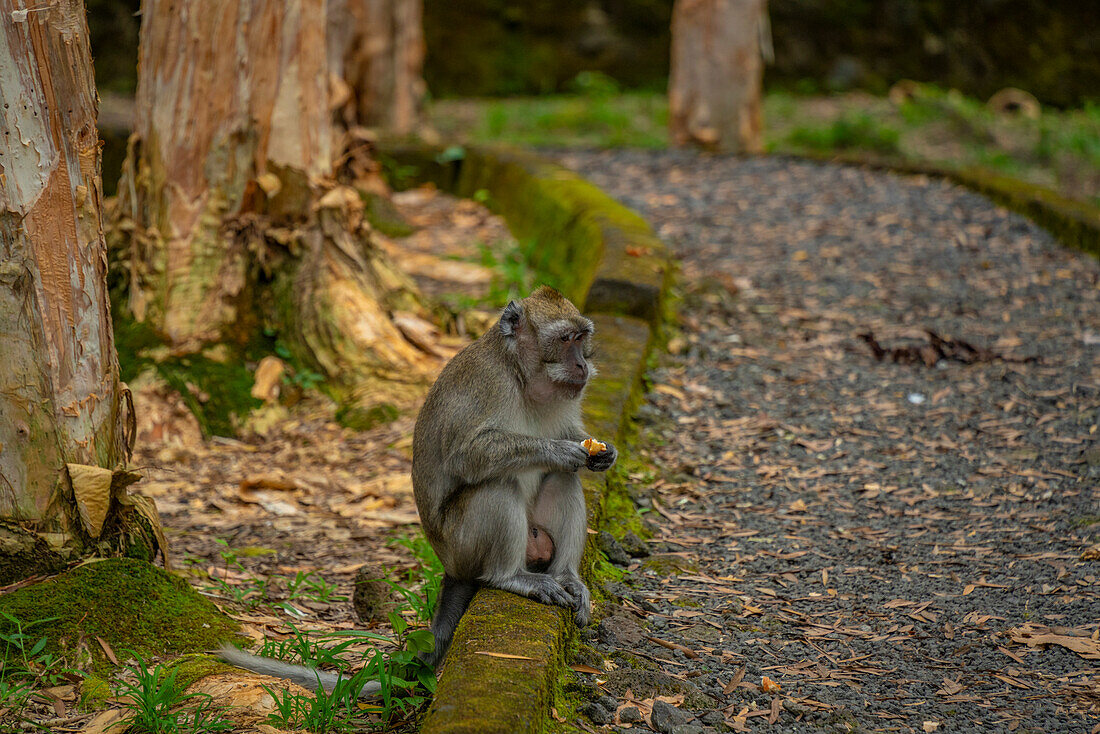 View of Mauritius Cynomolgus Monkey (Crab-eating Macaque), Savanne District, Mauritius, Indian Ocean, Africa