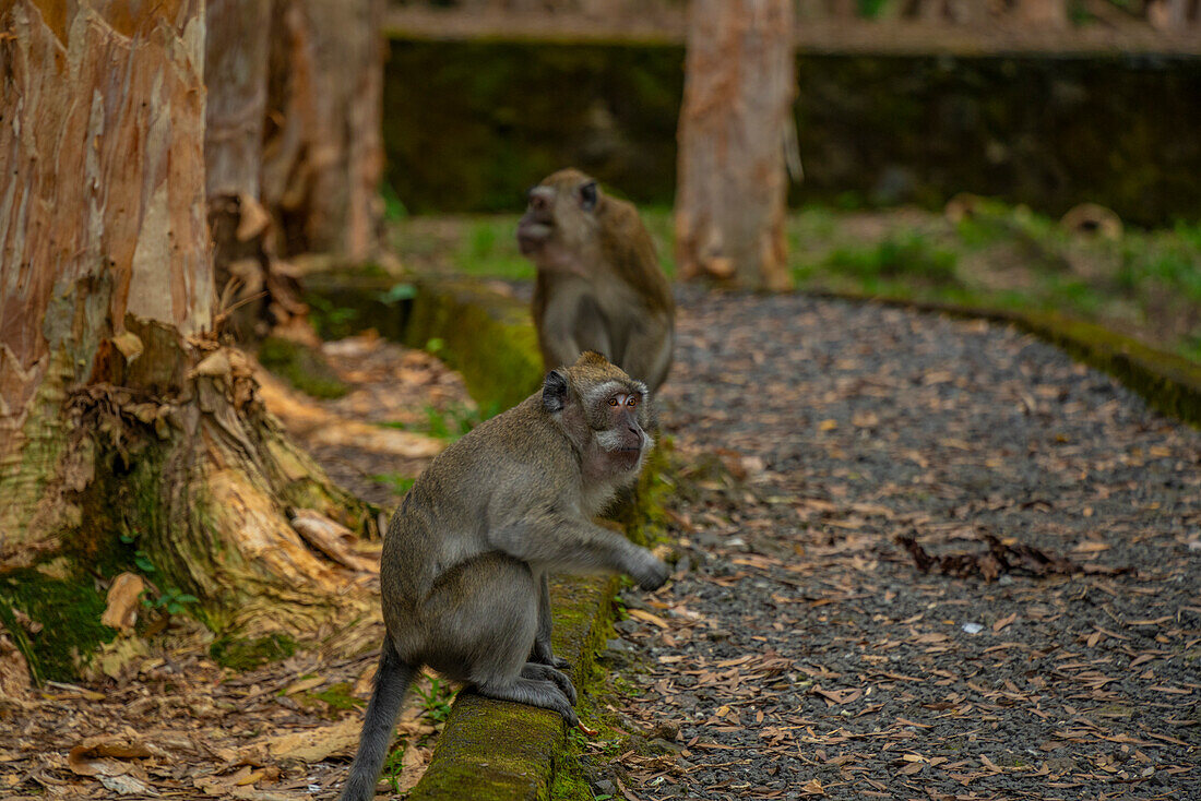 Blick auf Mauritius Cynomolgus Affe (Krabbenfressender Makake), Savanne District, Mauritius, Indischer Ozean, Afrika