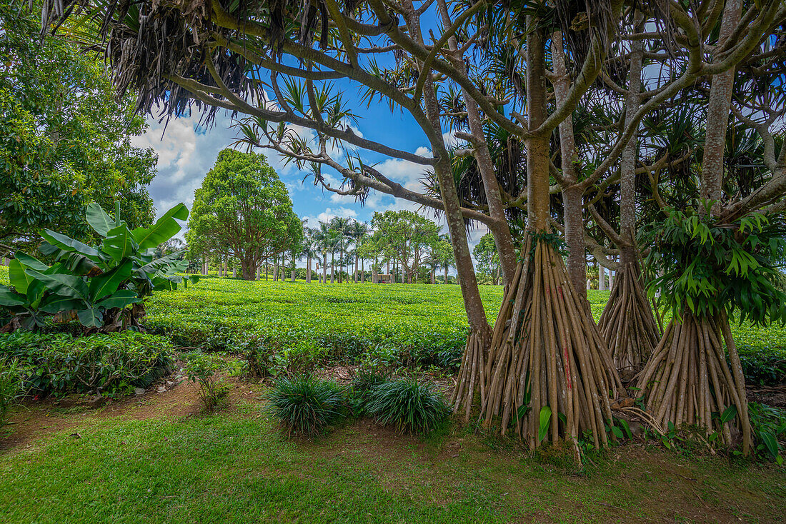 View of tea plants in field at Bois Cheri Tea Factory, Savanne District, Mauritius, Indian Ocean, Africa