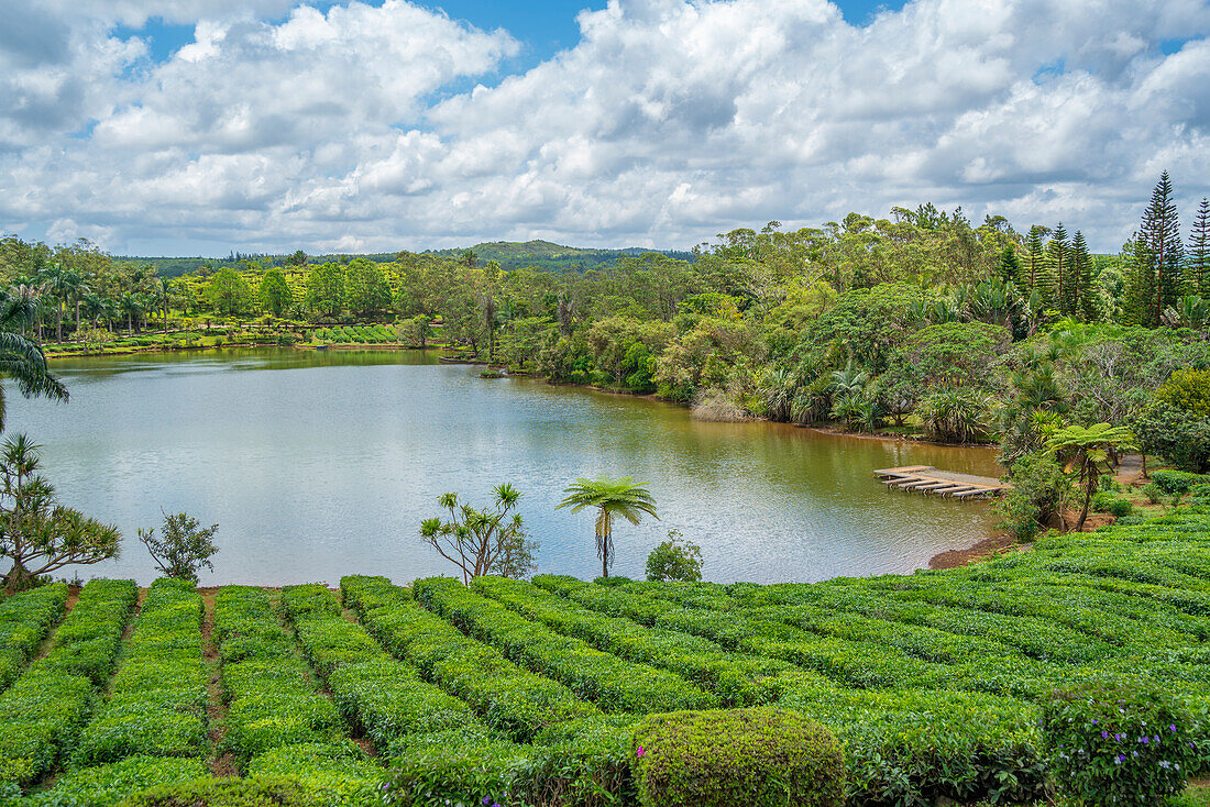 Blick auf die Außenansicht des Bois Cheri Tea Estate, Savanne District, Mauritius, Indischer Ozean, Afrika