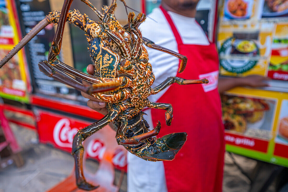 View of tropical Spiny Lobster, Grand Bay, Mauritius, Indian Ocean, Africa