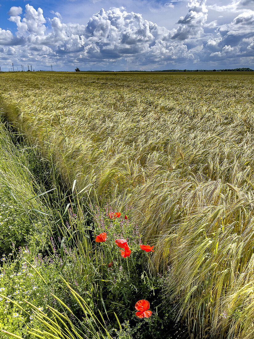 Poppies and field under a cloudy sky in Eure, Normandy, France, Europe