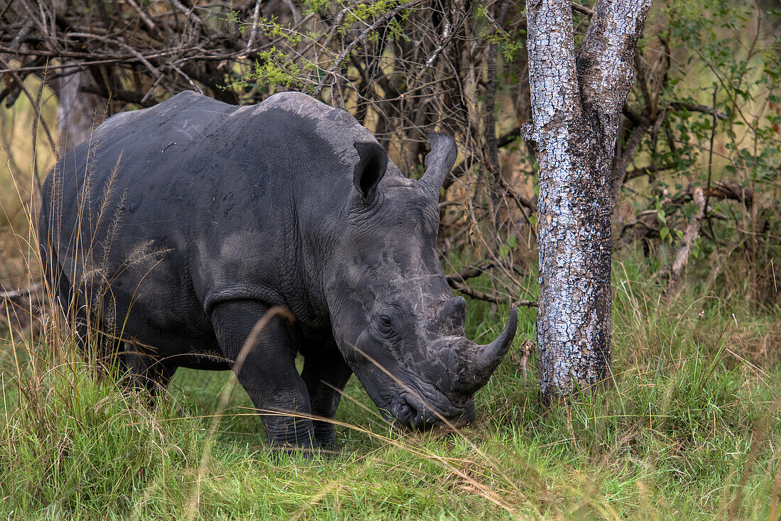 White Rhinoceros at Ziwa Rhino Sanctuary, Uganda, East Africa, Africa