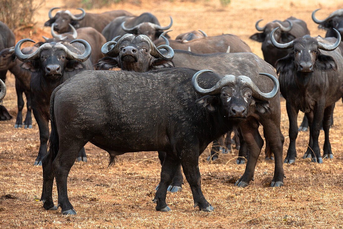 Büffel beim Brüten im Murchison Falls National Park, Uganda, Ostafrika, Afrika