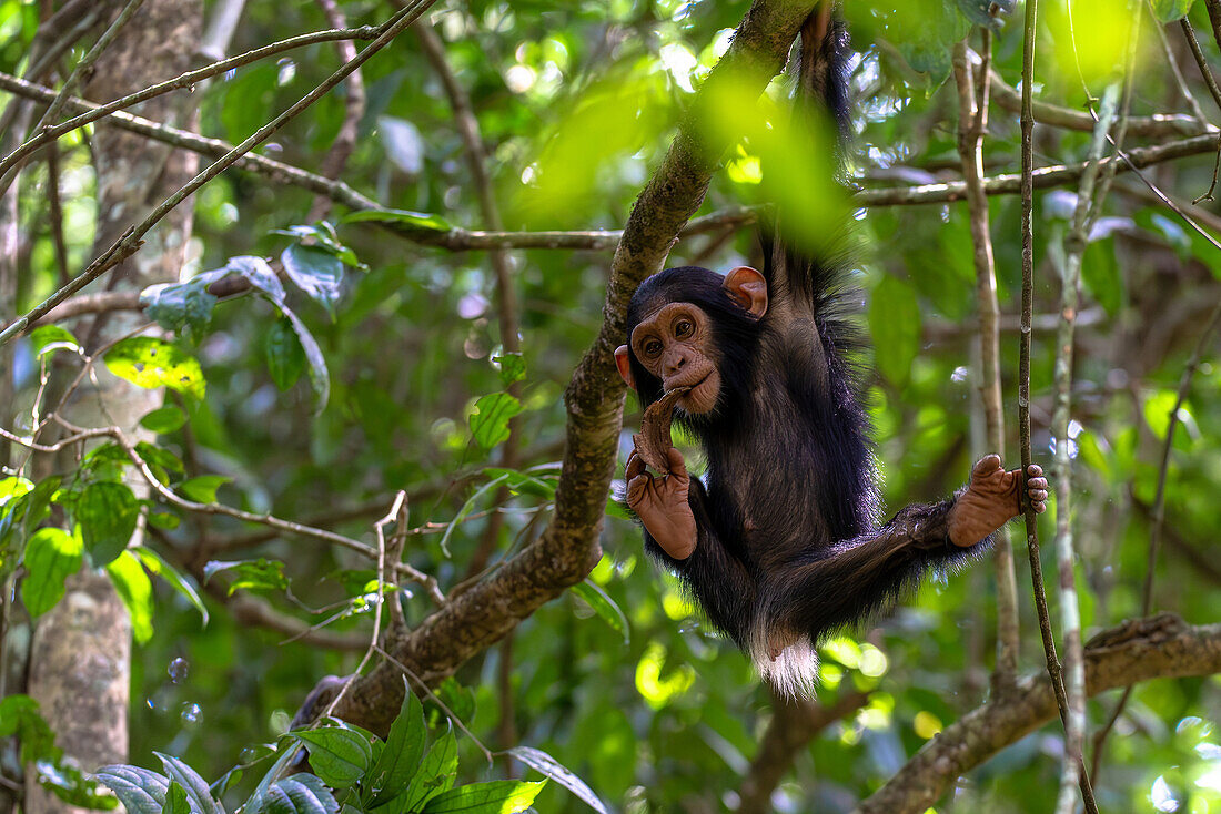 Junger Schimpanse hängt spielend in den Ästen, Budongo Forest, Uganda, Ostafrika, Afrika