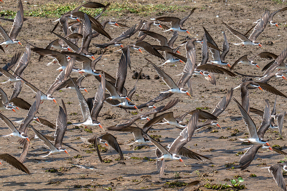 Flug afrikanischer Scherenschnäbel entlang des Nils, Murchison Falls National Park, Uganda, Ostafrika, Afrika