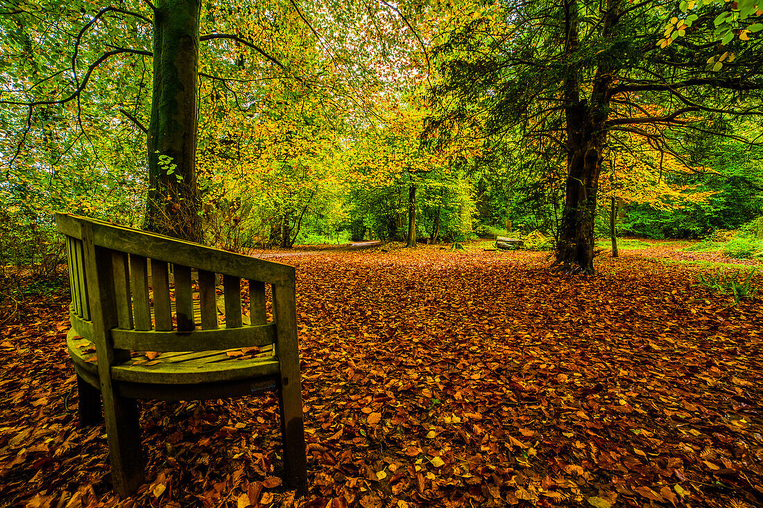 Autumn colours from Conishead Priory, Ulverston, Furness Peninsula, Cumbrian Coast, Cumbria, England, United Kingdom, Europe