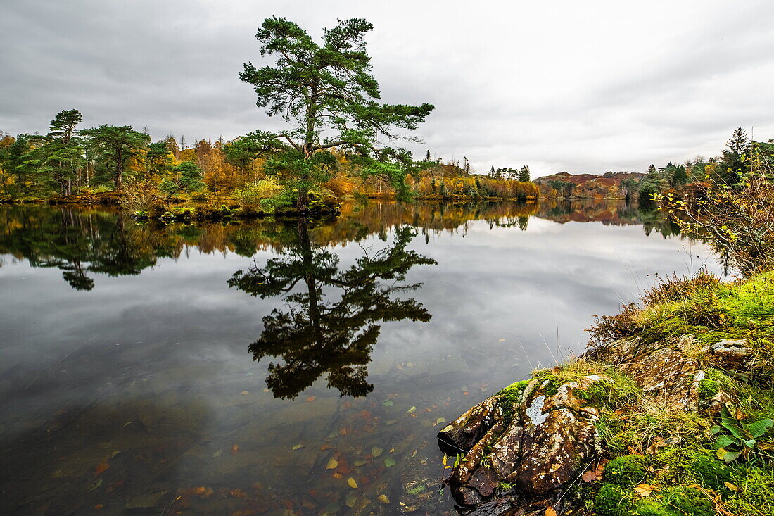 Reflections, Tarn Hows, near Coniston, Lake District National Park, UNESCO World Heritage Site, Cumbria, England, United Kingdom, Europe