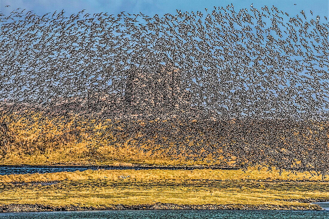 Flock of Oystercatchers, South Walney Nature Reserve, blocking out the distant Piel Castle, just visible on Piel Island, Cumbrian Coast, Furness Peninsula, Cumbria, England, United Kingdom, Europe