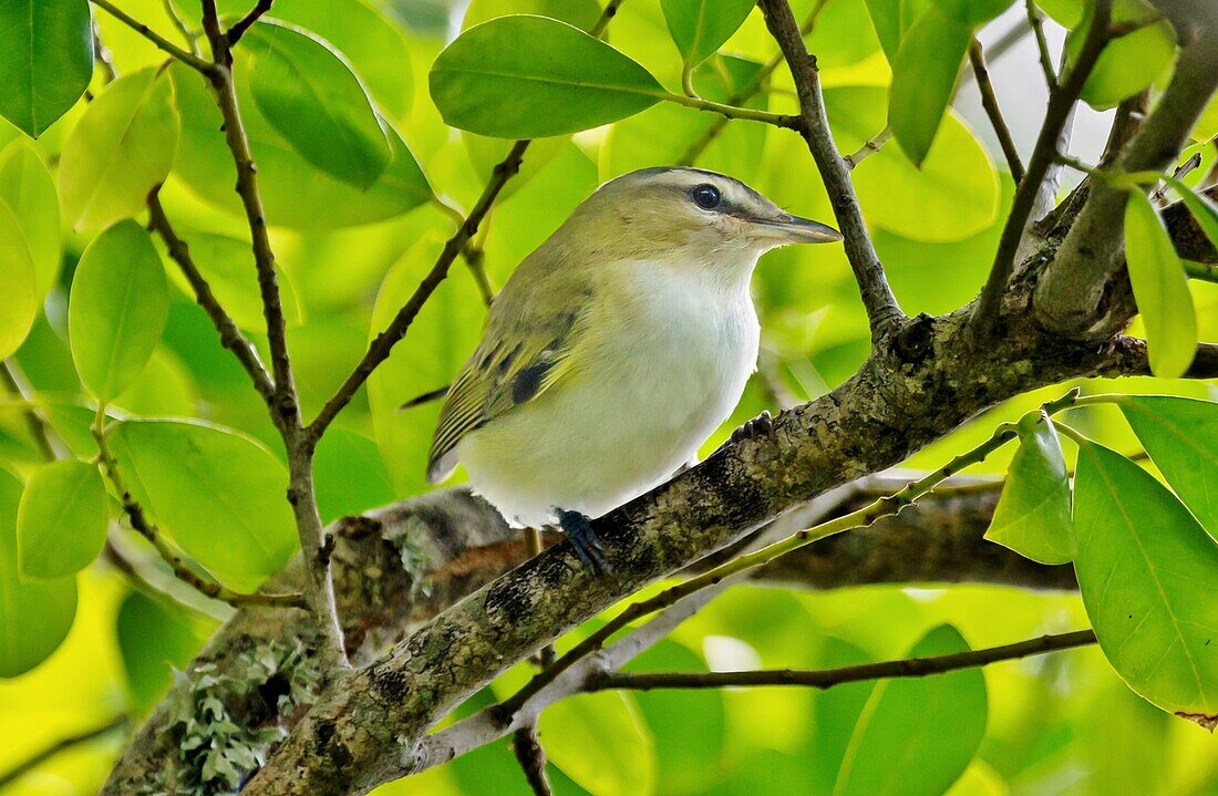 Rotaugenvireo (vireo olivaceus), ein kleiner, in ganz Amerika verbreiteter Singvogel, Bermuda, Nordatlantik, Nordamerika