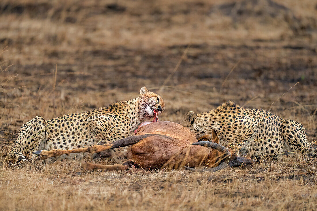 Männlicher Gepard (Acinonyx jubatus) verzehrt eine Antilope in der Maasai Mara, Kenia, Ostafrika, Afrika