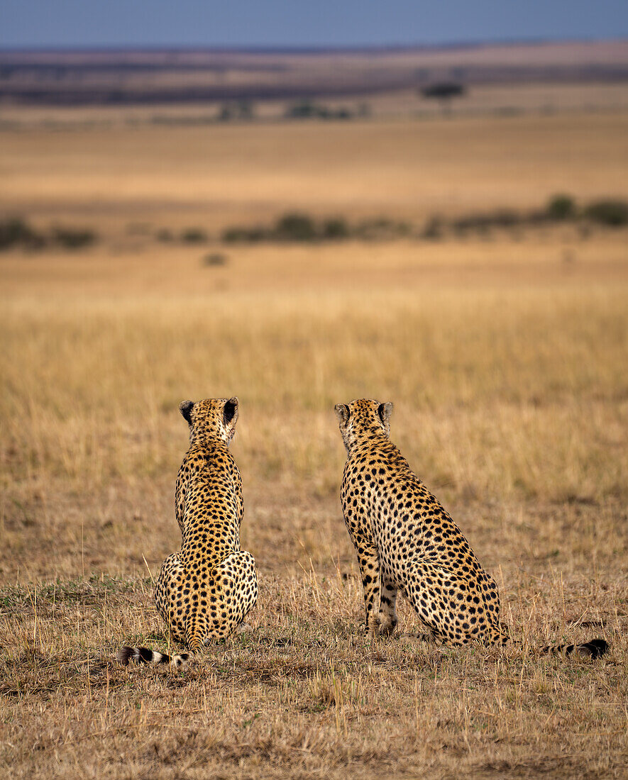 Männliche Geparden (Acinonyx jubatus) in der Maasai Mara, Kenia, Ostafrika, Afrika