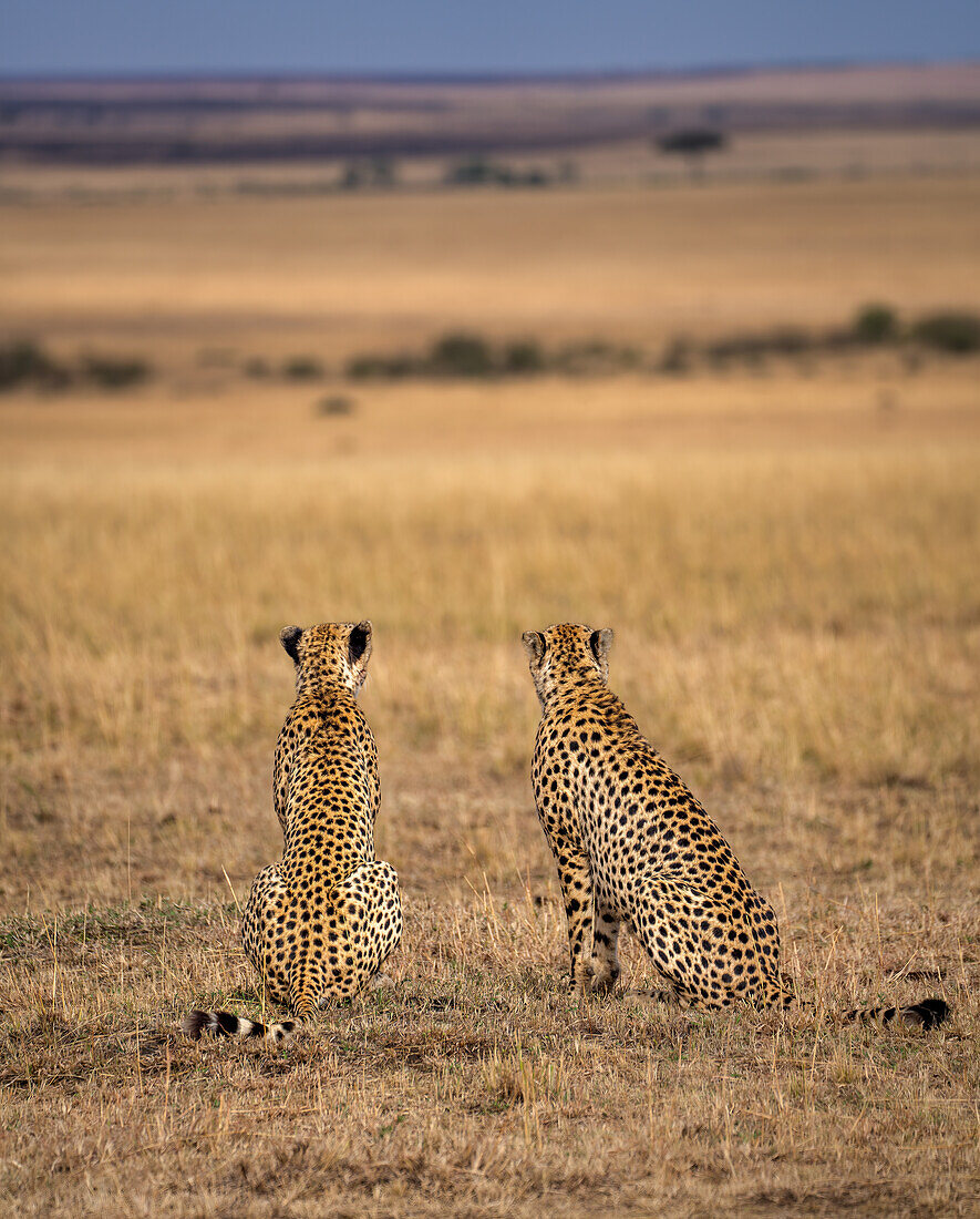 Male Cheetahs (Acinonyx jubatus) in the Maasai Mara, Kenya, East Africa, Africa