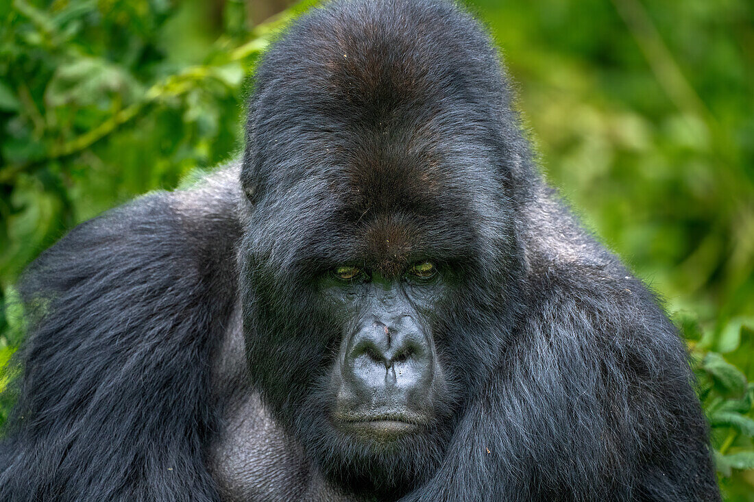 A Silverback mountain gorilla, a member of the Agasha family in the mountains of Volcanos National Park, Rwanda, Africa