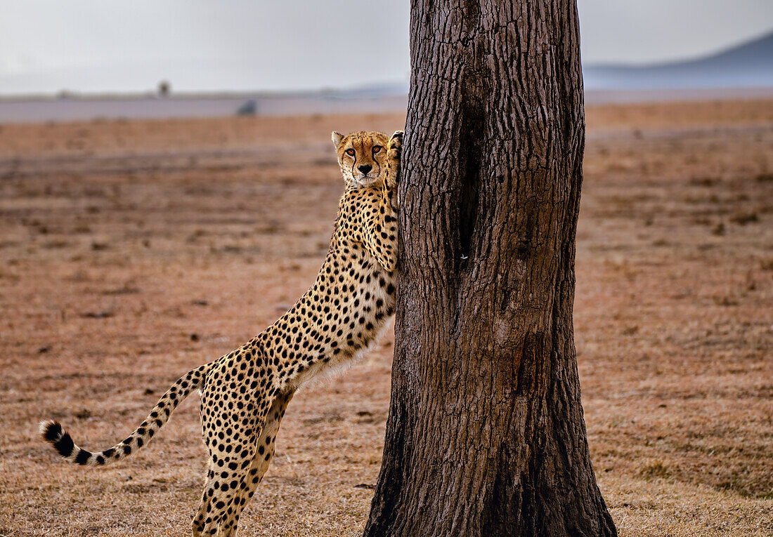 Ein männlicher Gepard (Acinonyx jubatus) streckt sich auf einem Baum in der Maasai Mara, Kenia, Ostafrika, Afrika