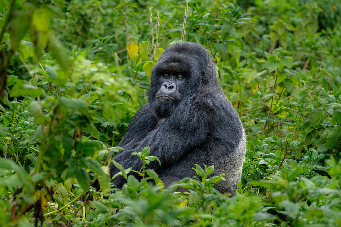 Ein Silberrücken-Berggorilla, ein Mitglied der Agasha-Familie, in den Bergen des Volcanos-Nationalparks, Ruanda, Afrika