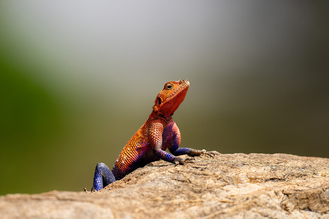 Eine Rotkopfeidechse (Agama agama) in der Maasai Mara, Kenia, Ostafrika, Afrika