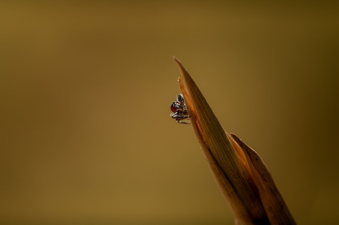 Eine Pfauenspinne (Maratus speculifer) auf einem Zweig in der Maasai Mara, Kenia, Ostafrika, Afrika