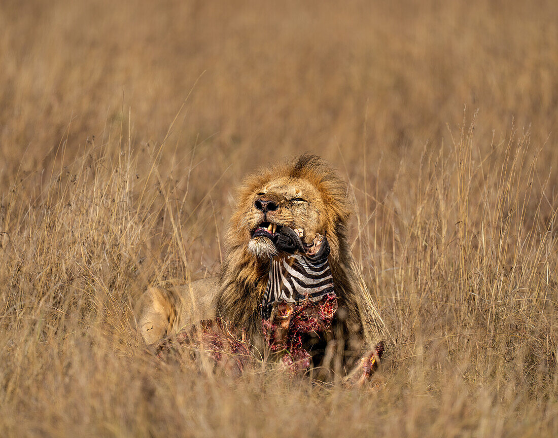 Adult male Lion (Panthera leo) consuming a Zebra head in the Maasai Mara, Kenya, East Africa, Africa