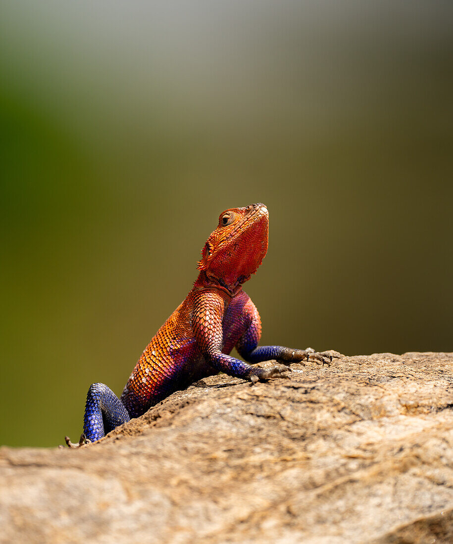 A red-headed Lizard (Agama agama) in the Maasai Mara, Kenya, East Africa, Africa