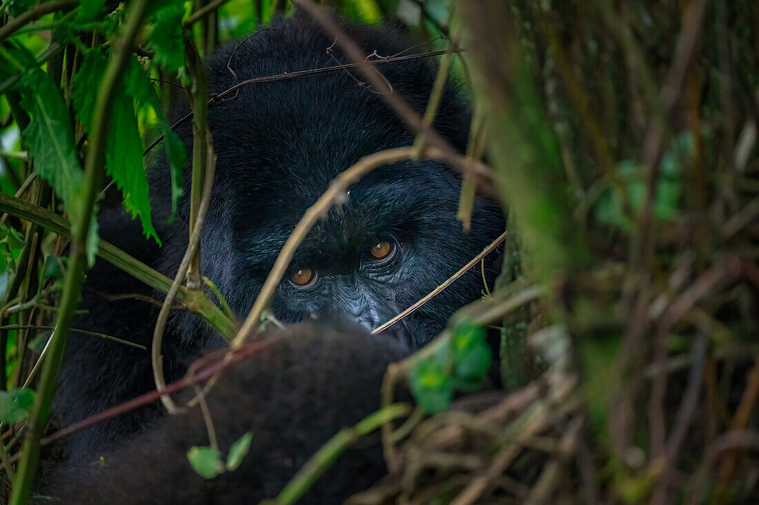 Ein Berggorilla, ein Mitglied der Agasha-Familie, in den Bergen des Volcanos-Nationalparks, Ruanda, Afrika