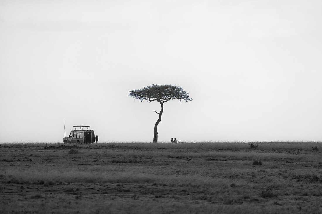 A safari car stopped for a picnic under an Acacia Tree in the Maasai Mara, Kenya, East Africa, Africa