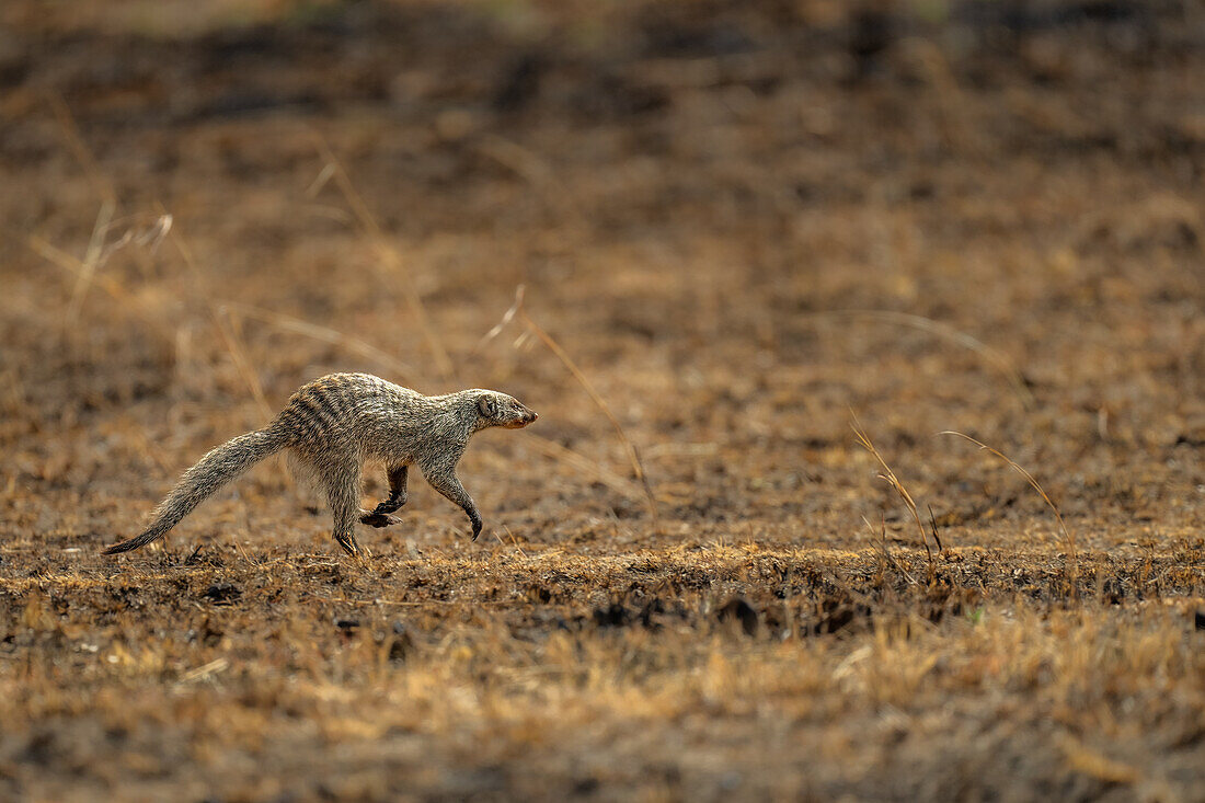 Ein laufender Mungo (Herpestidae) in der Maasai Mara, Kenia, Ostafrika, Afrika