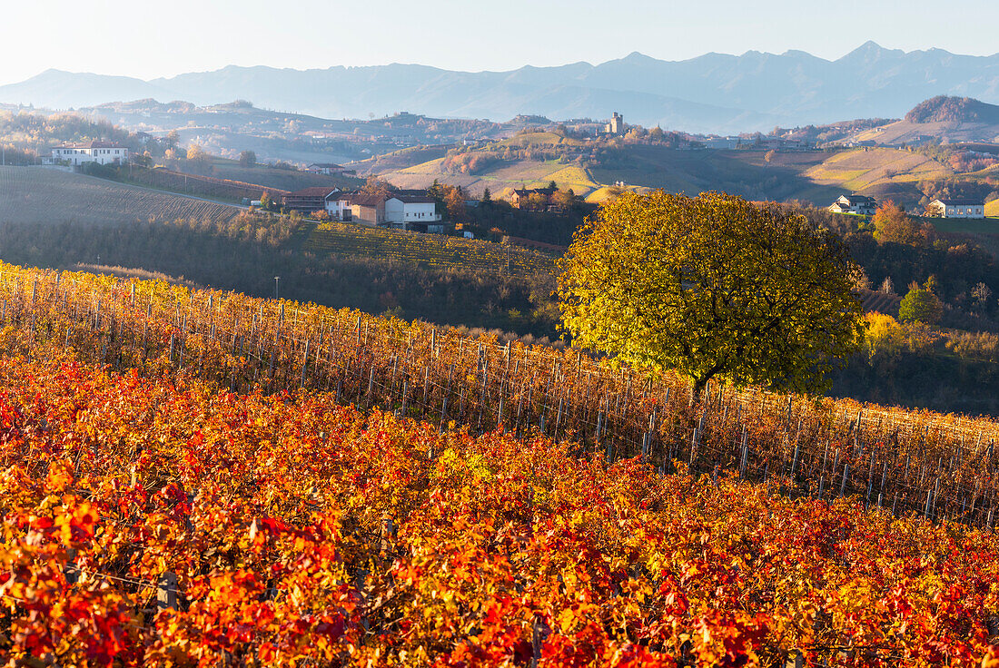 Weinberge um Diano d'Alba bei Sonnenuntergang im Herbst, Cuneo, Langhe und Roero, Piemont, Italien, Europa