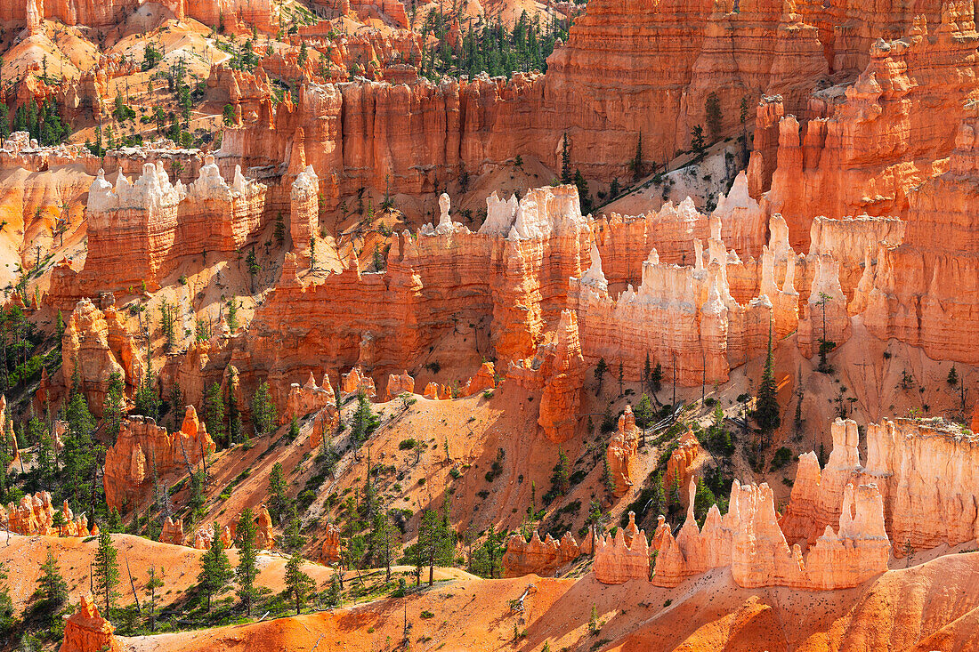 Sunlight envelops the canyons of Bryce Canyon National Park during a summer sunrise, Utah, United States of America, North America