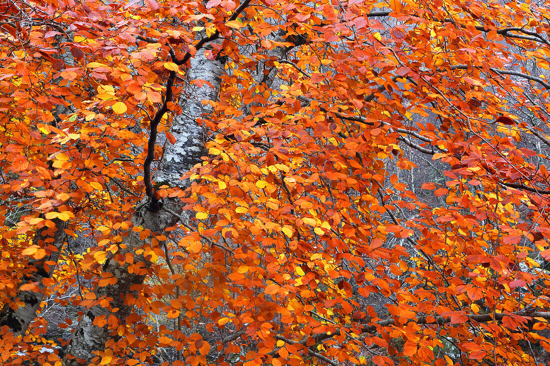 Waldgebiet im Herbst in der Nähe der Rogie Falls, Ross-shire, Highlands, Schottland, Vereinigtes Königreich, Europa