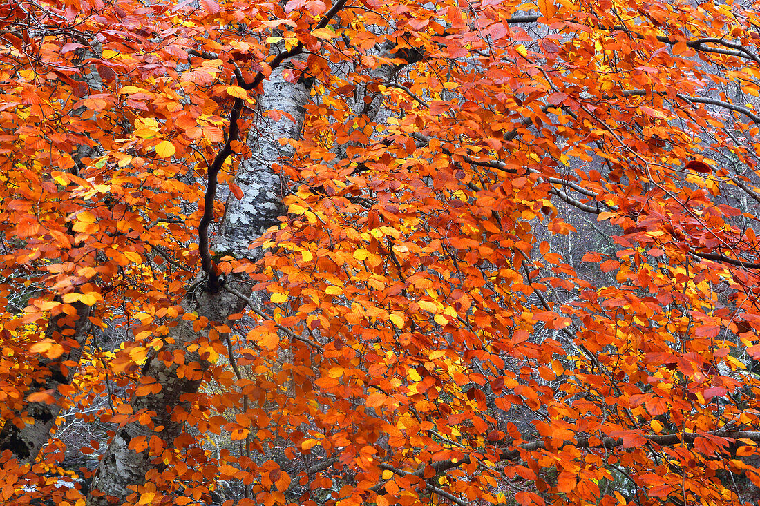 Woodland in autumn near Rogie Falls, Ross-shire, Highlands, Scotland, United Kingdom, Europe