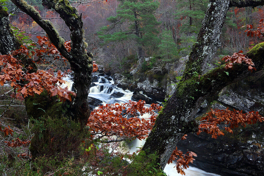 Rogie Falls, Ross-shire, Highlands, Schottland, Vereinigtes Königreich, Europa