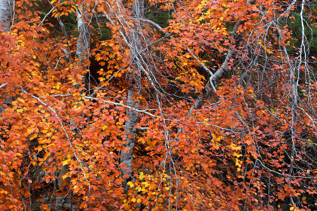 Waldgebiet im Herbst in der Nähe der Rogie Falls, Ross-shire, Highlands, Schottland, Vereinigtes Königreich, Europa