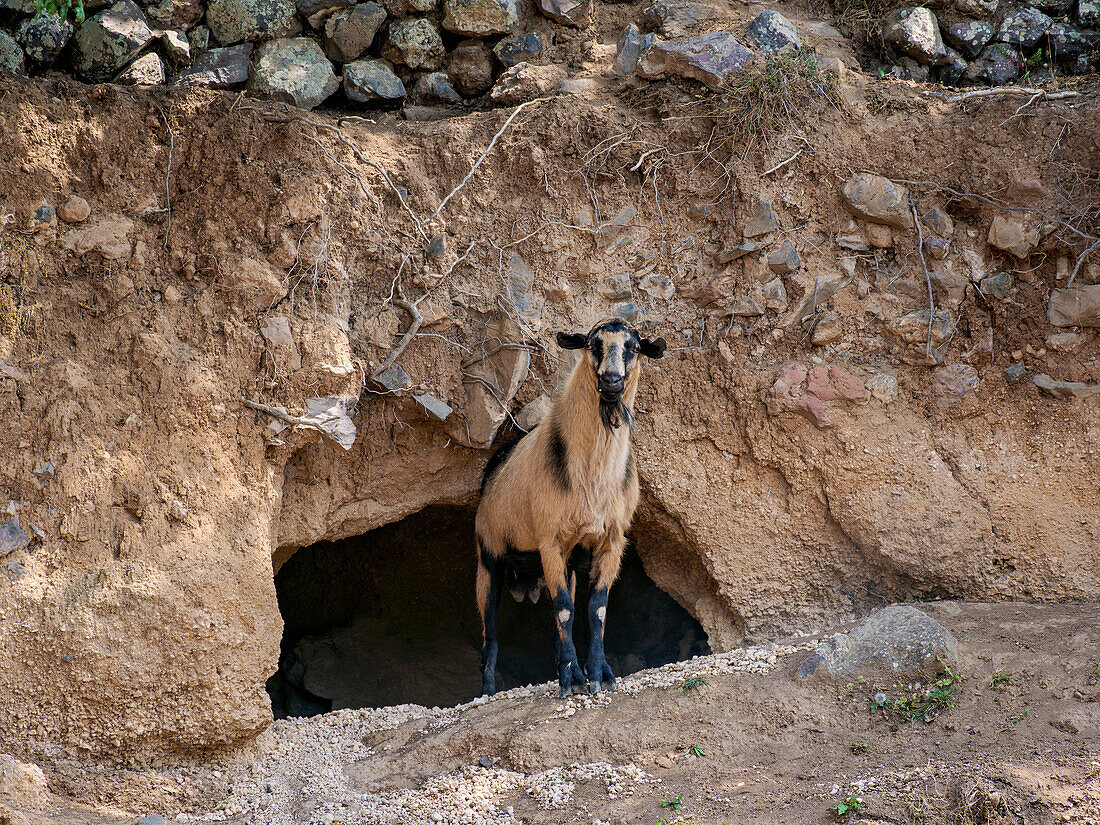 Ziege auf der Insel Nisyros, Dodekanes, Griechische Inseln, Griechenland, Europa