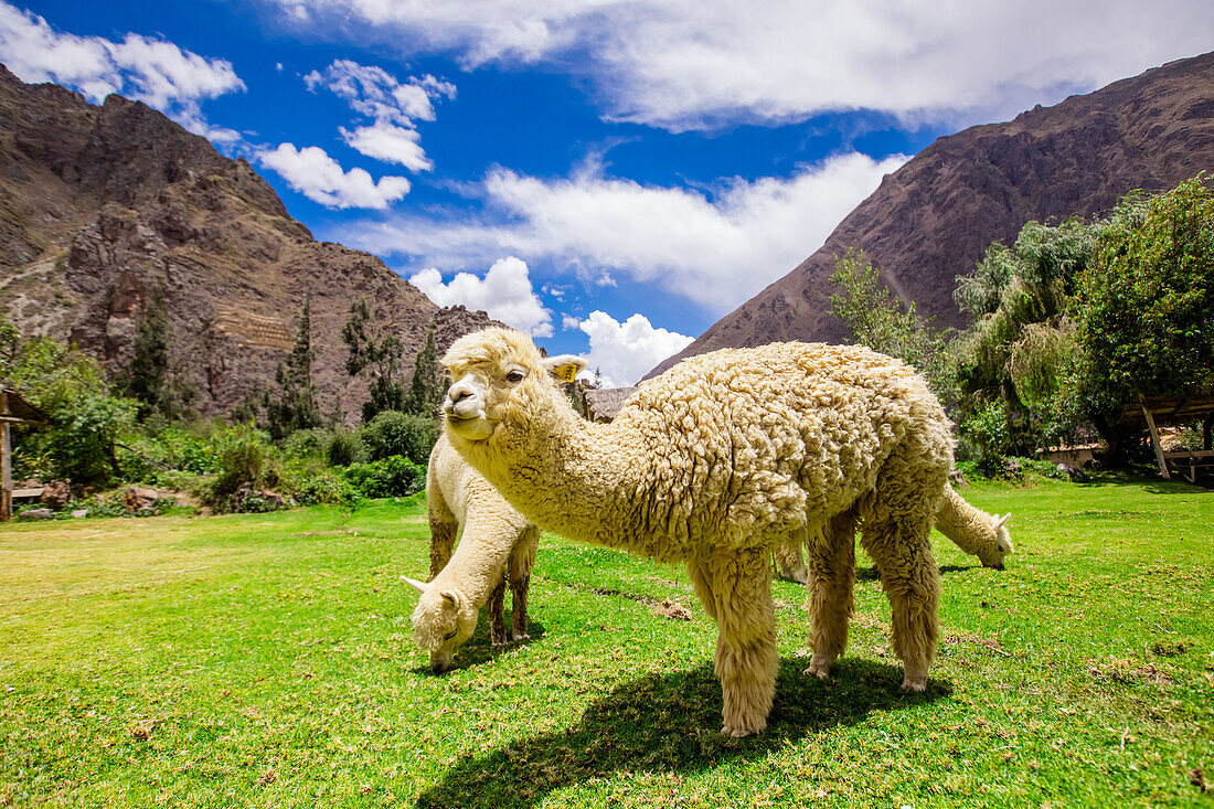 Alpaka in Ollantaytambo, Peru, Südamerika